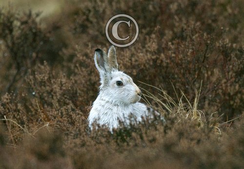 Mountain or Blue Hare DM0738